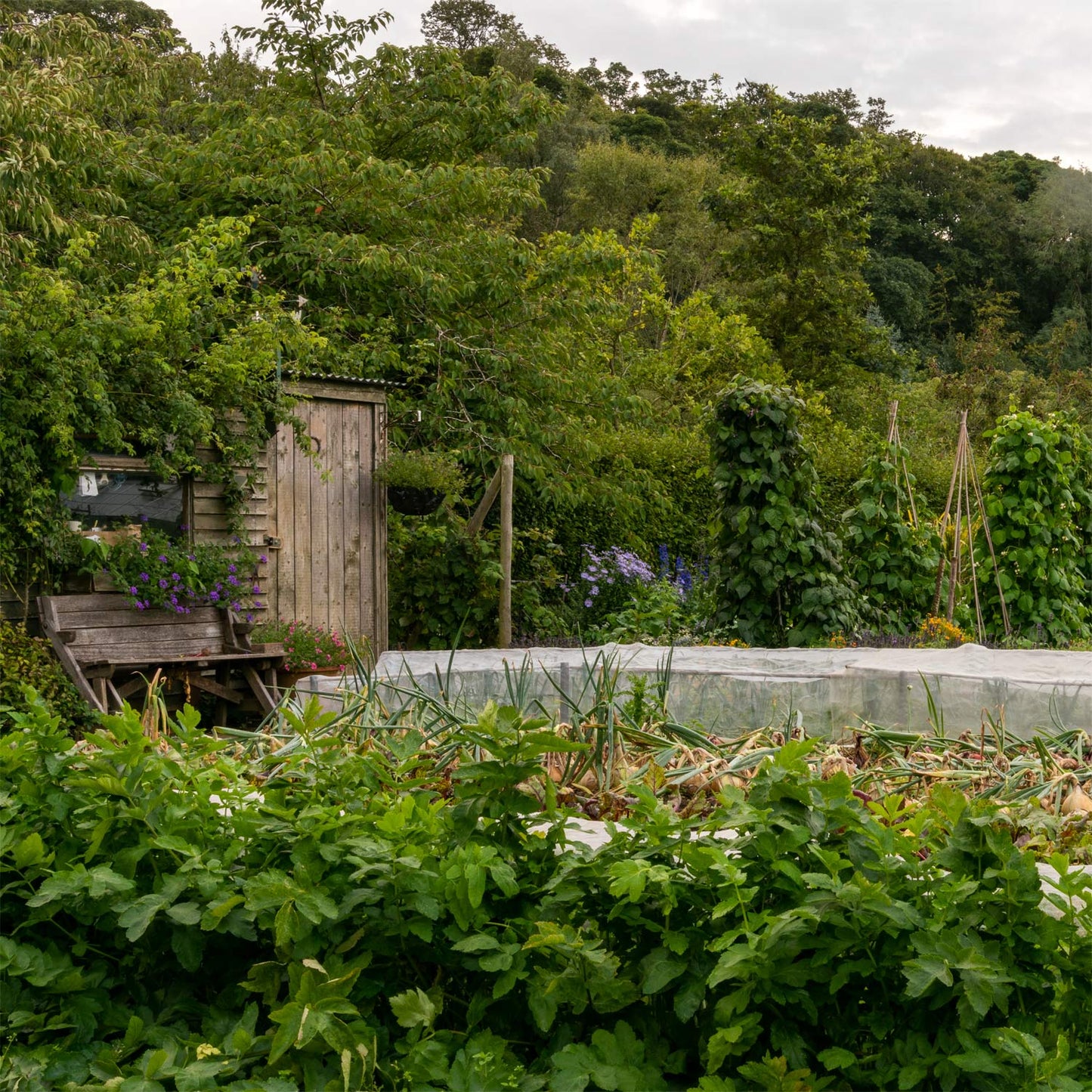 Allotment. Barnsdale Gardens After Hours. 7th August, 2025