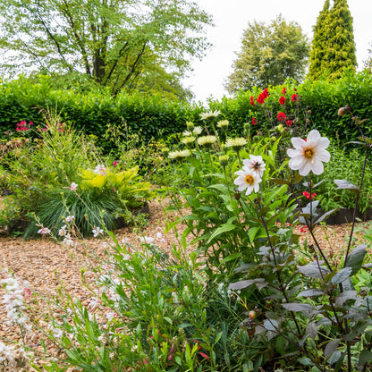 Cutting Garden. Barnsdale Gardens After Hours. 7th August, 2025