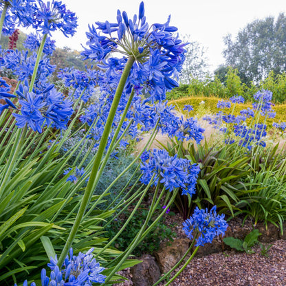 Agaanthus. Barnsdale Gardens After Hours. 7th August, 2025