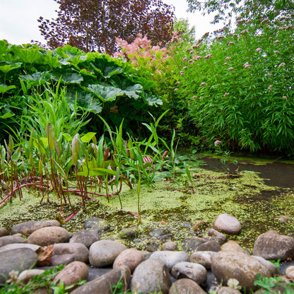 Wildlife pon. Barnsdale Gardens After Hours. 7th August, 2025