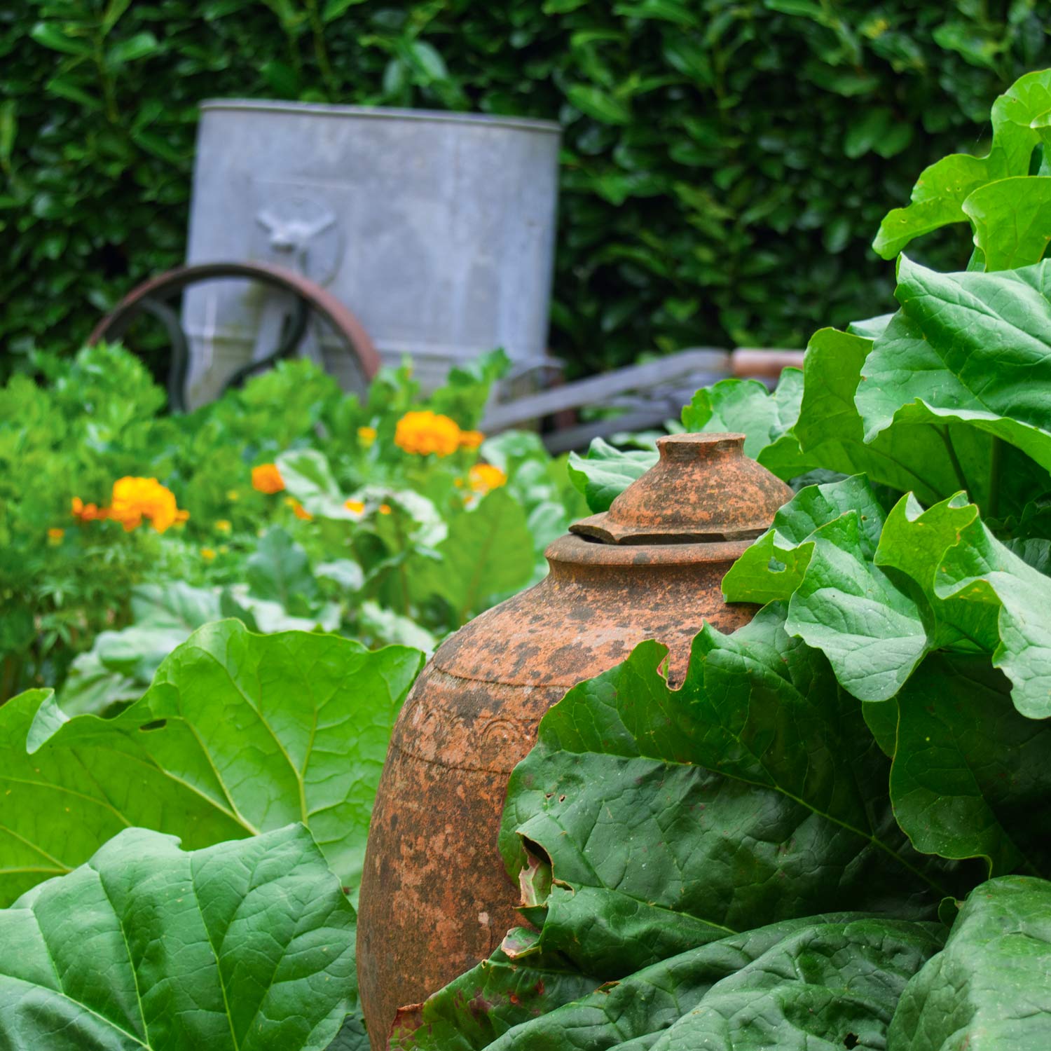 Kitchen Garden. Barnsdale Gardens After Hours. 7th August, 2025