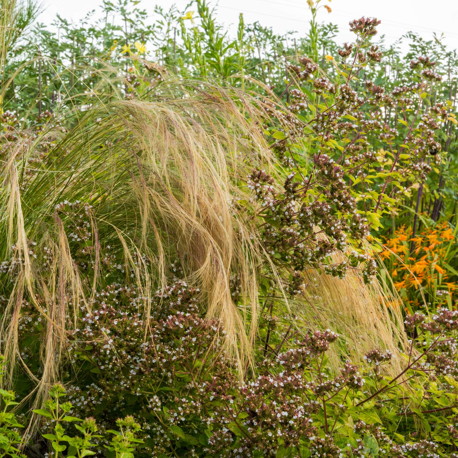 Mixed border. Barnsdale Gardens After Hours. 7th August, 2025