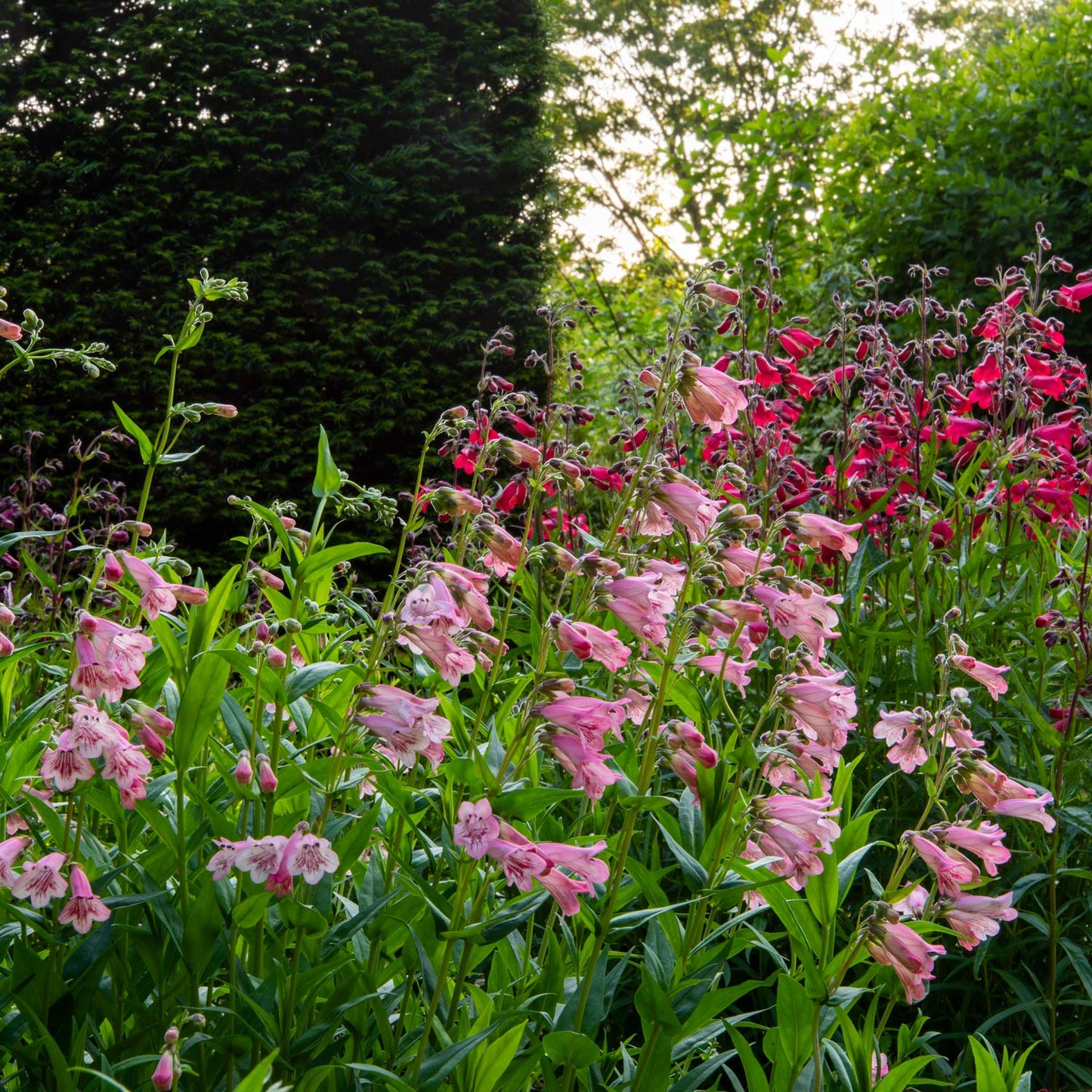 Barnsdale Gardens After Hours. 12th June, 2025.