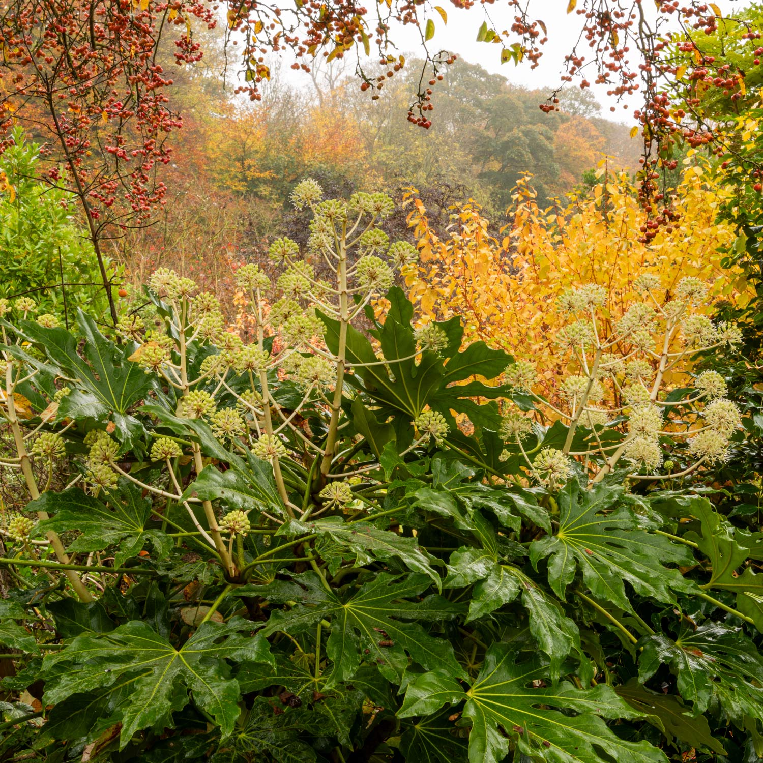 Geoff Hamilton Winter Border Collection. Fatsia japonica in the foreground.