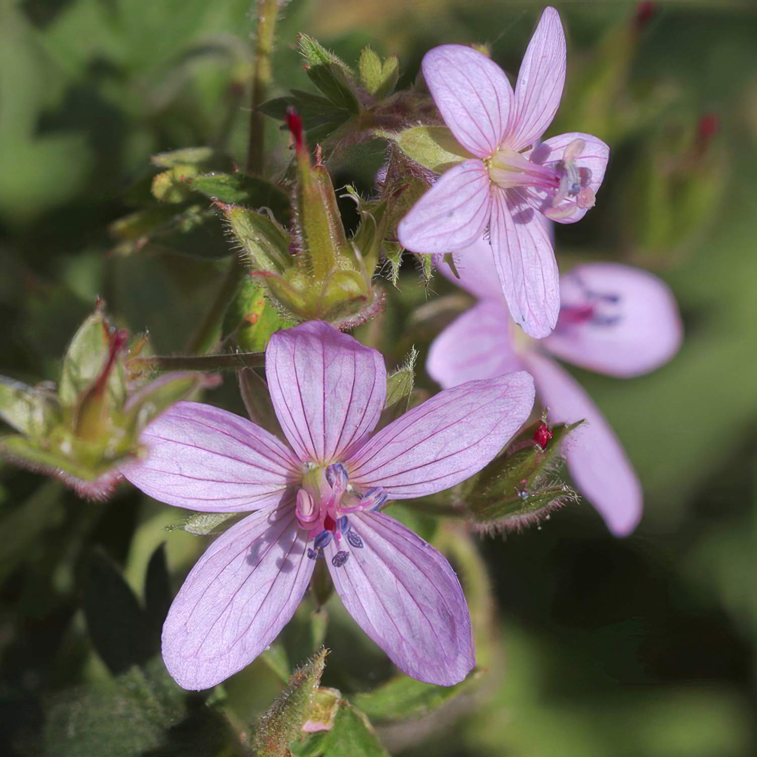 Geranium asphodeloides