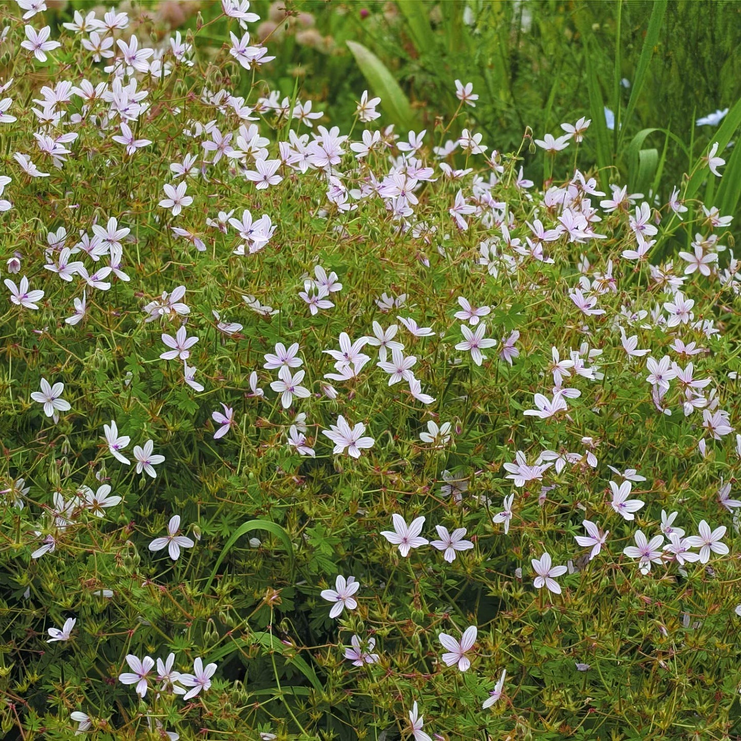 Geranium asphodeloides