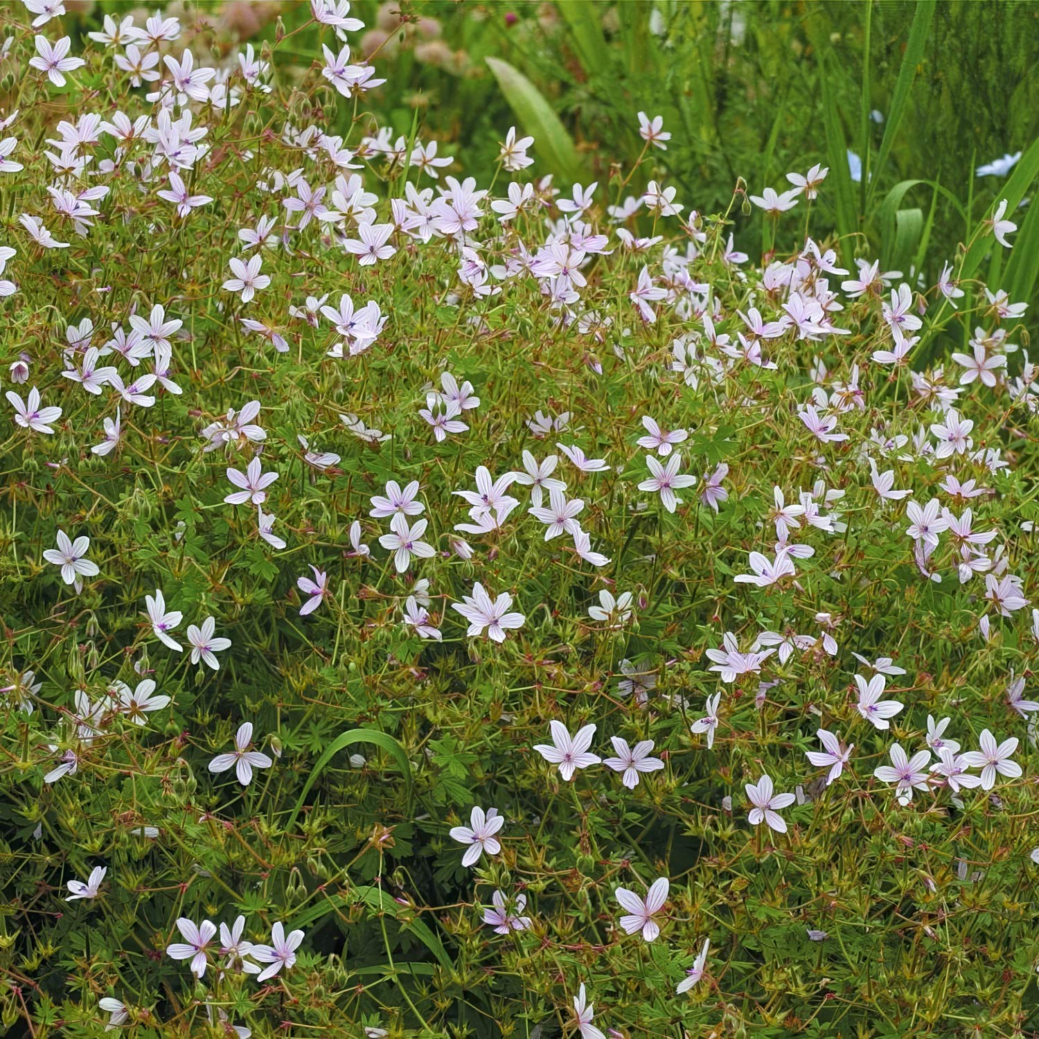 Geranium asphodeloides