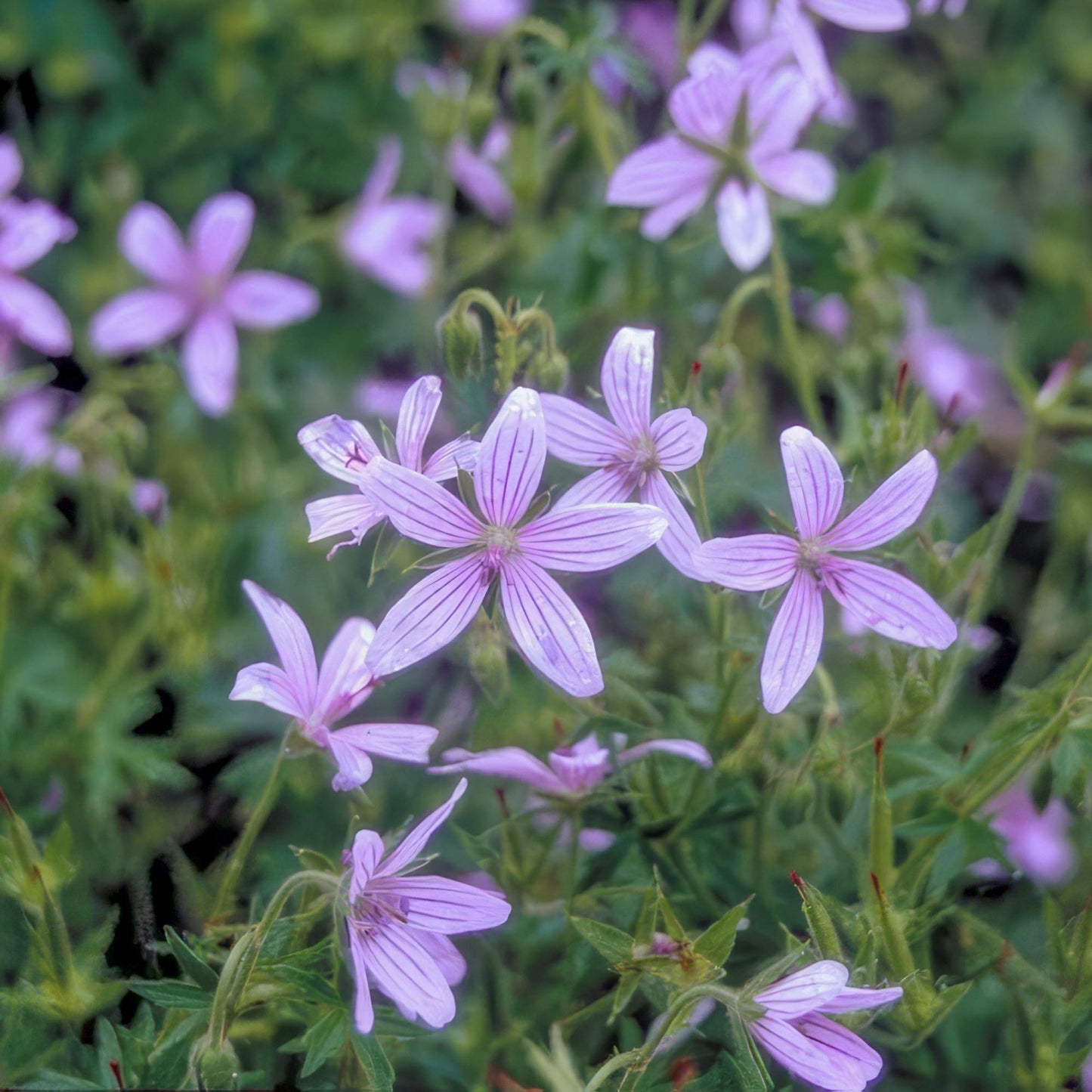 Geranium asphodeloides