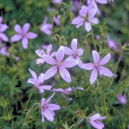 Geranium asphodeloides