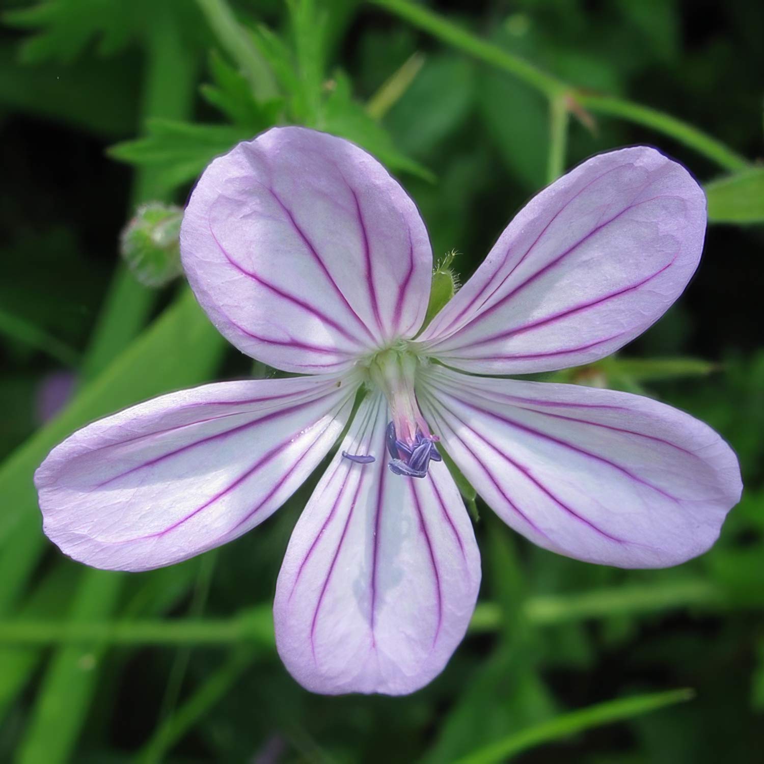 Geranium asphodeloides
