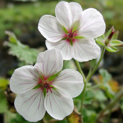 Geranium 'Coombland White'