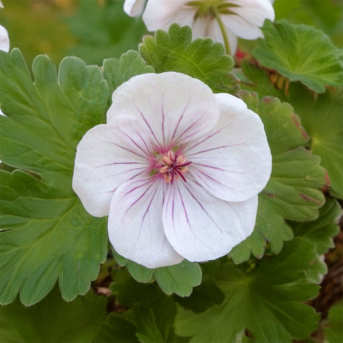 Geranium 'Coombland White'