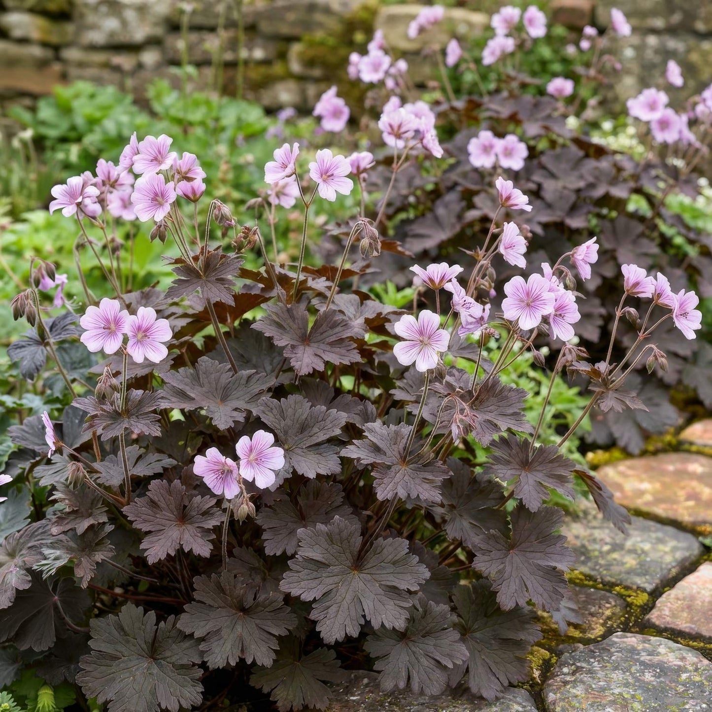 Geranium 'Dusky Crûg'. Dark bronze-purple leaves and light pink flowers growing in a garden setting next to a stone path.