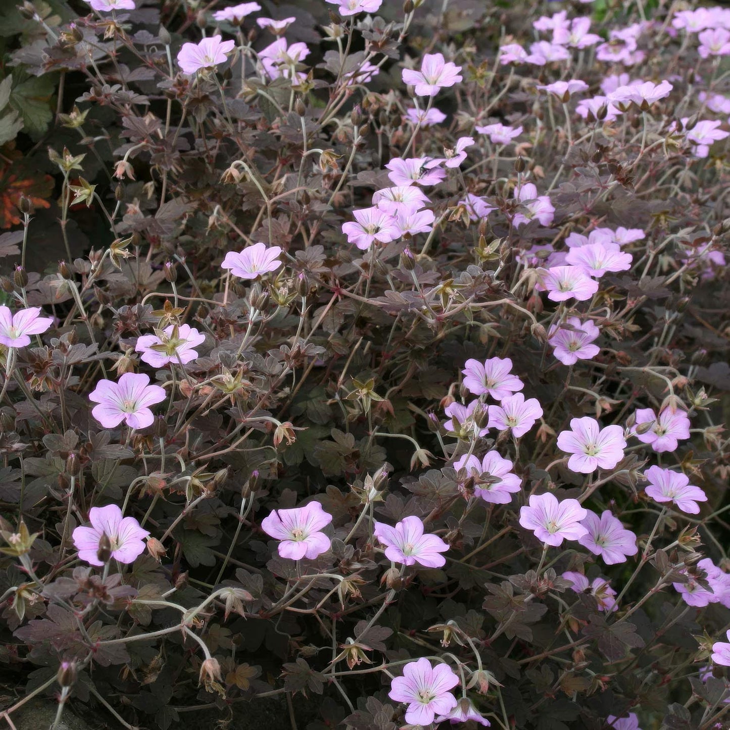 Geranium 'Dusky Crûg'. A dense patch of small light pink flowers with dark reddish-brown leaves growing close together.