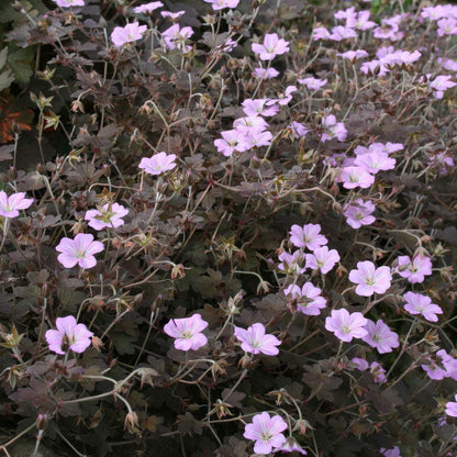 Geranium 'Dusky Crûg'. A dense patch of small light pink flowers with dark reddish-brown leaves growing close together.