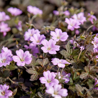 Geranium 'Dusky Crûg'. Close-up of pale-pink geranium flowers with bronze leaves growing together in a natural-looking setting.