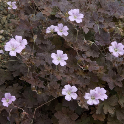 Geranium 'Dusky Crûg'. A close-up of a flowering plant with small pale pink blossoms and deeply lobed dark purple-brown leaves, growing densely.