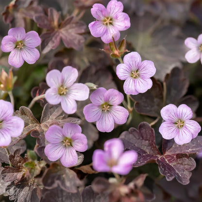 Geranium 'Dusky Crûg'. Close-up of pink geranium flowers with dark burgundy-purple leaves growing together.