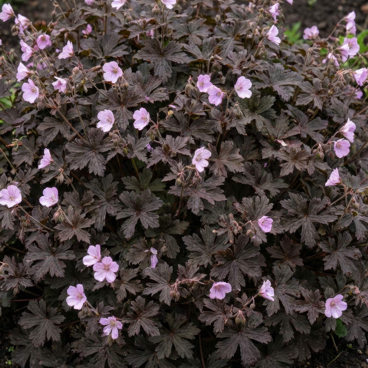 Geranium 'Dusky Crûg'. A dense ground cover plant with dark brown, deeply lobed leaves and small, light pink to flowers.