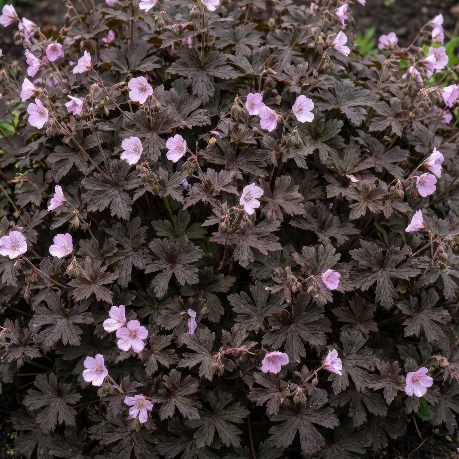 Geranium 'Dusky Crûg'. A dense ground cover plant with dark brown, deeply lobed leaves and small, light pink to flowers.