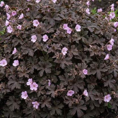 Geranium 'Dusky Crûg'. A dense ground cover plant with dark brown, deeply lobed leaves and small, light pink to flowers.
