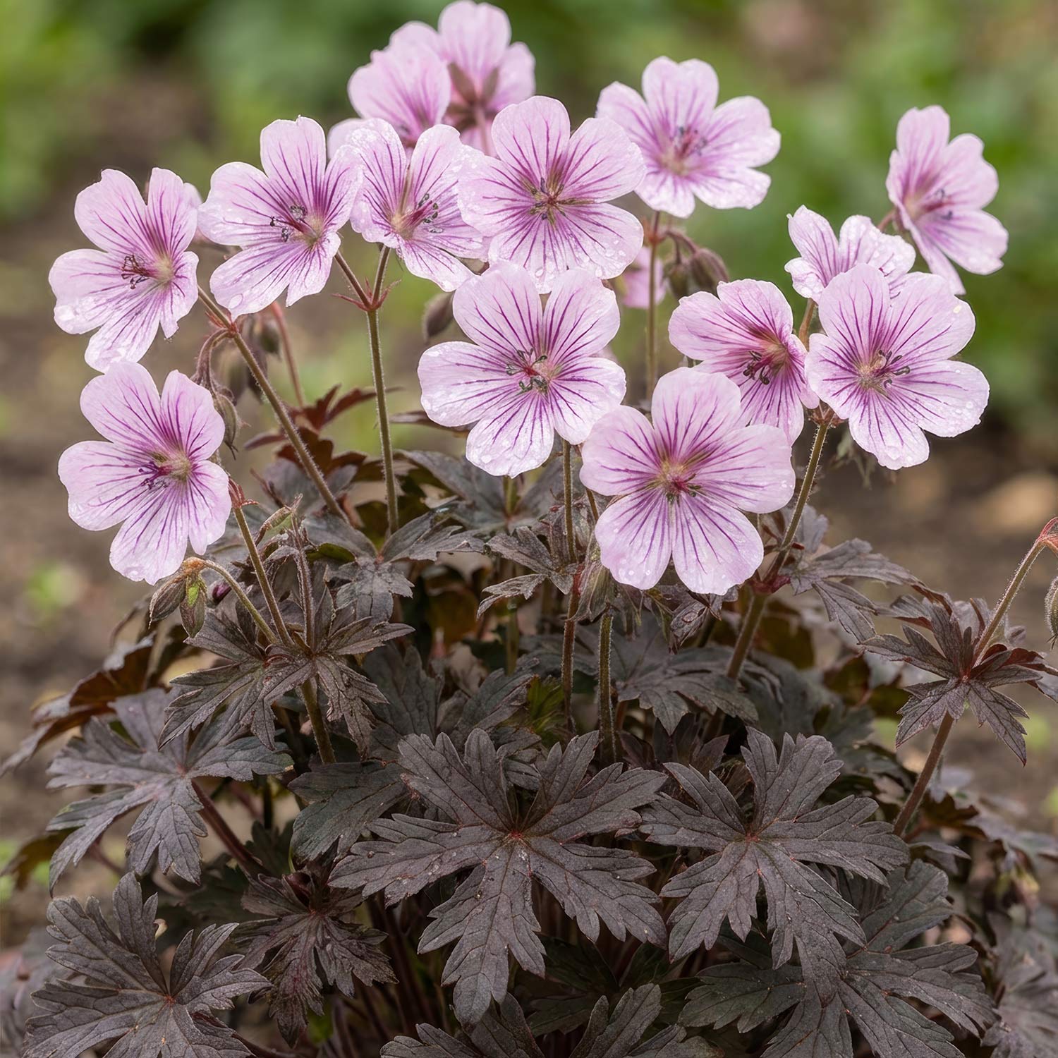Geranium 'Dusky Crûg'