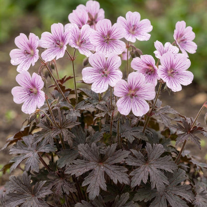 Geranium 'Dusky Crûg'