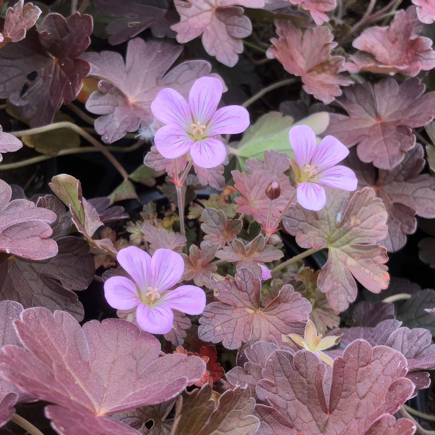 Geranium 'Dusky Crûg'
