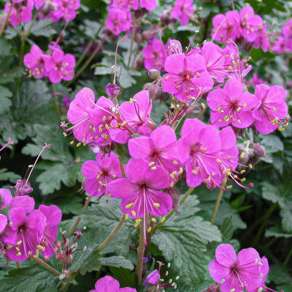 Geranium macrorrhizum 'Czakor'. Close-up of pink flowers with green leaves in the background