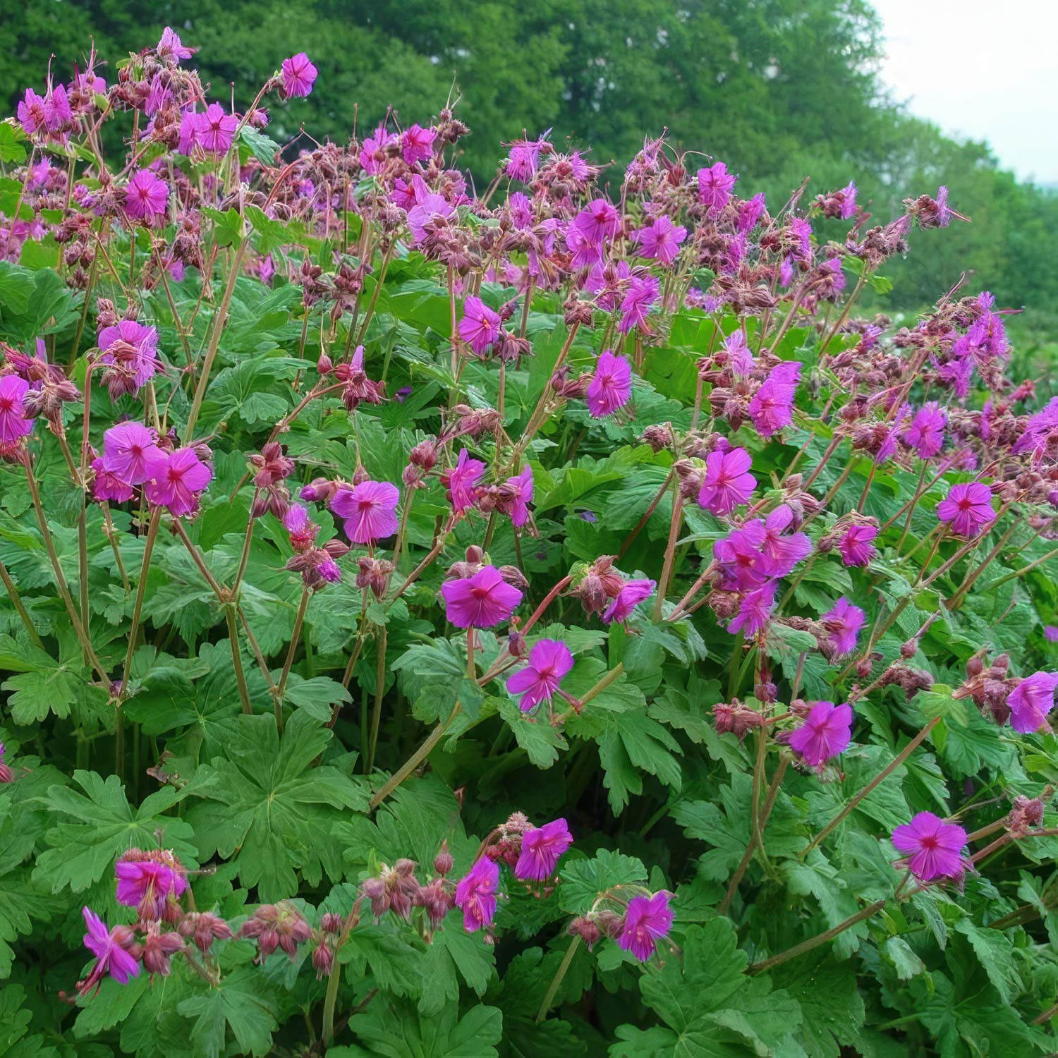 Geranium macrorrhizum 'Czakor'. Pink flowers with green leaves in a natural setting