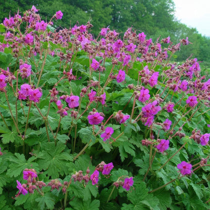 Geranium macrorrhizum 'Czakor'. Pink flowers with green leaves in a natural setting