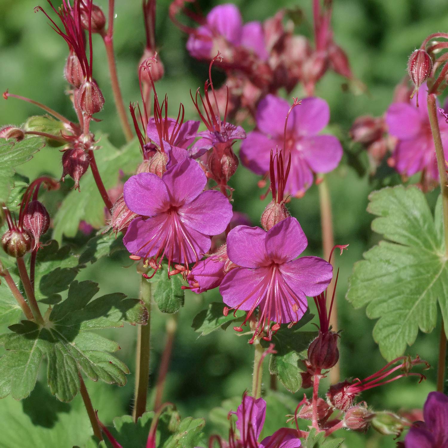 Geranium macrorrhizum 'Czakor'. Close-up of pink flowers with green leaves on a blurred green background