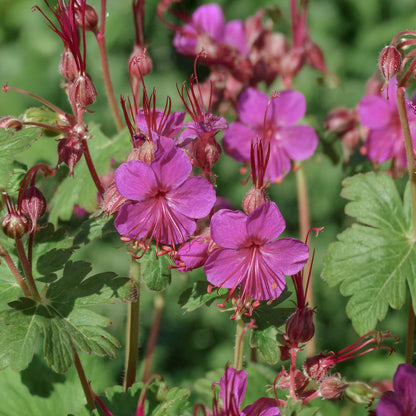 Geranium macrorrhizum 'Czakor'. Close-up of pink flowers with green leaves on a blurred green background