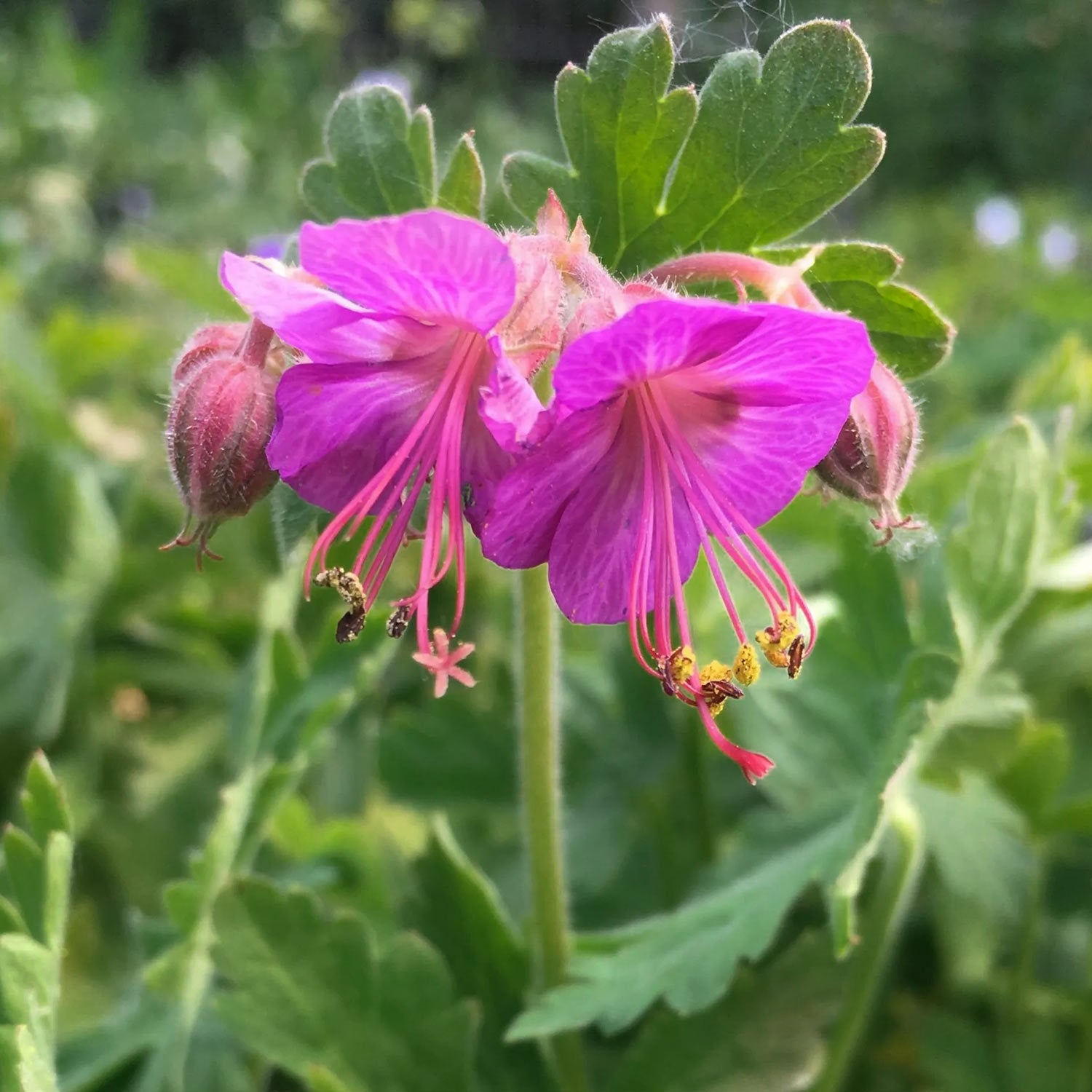 Geranium macrorrhizum 'Czakor'. Close-up of two pink flowers with green leaves in the background