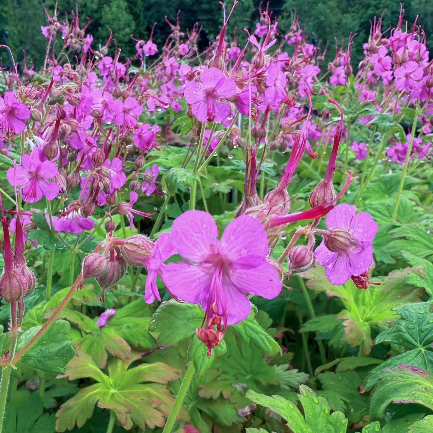 Geranium macrorrhizum 'Czakor'. Pink flowers with green leaves in a garden setting