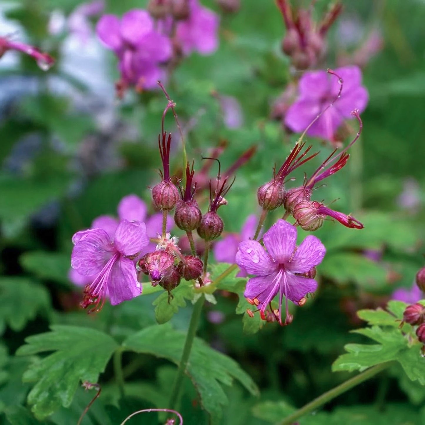 Geranium macrorrhizum 'Czakor'. Close-up of pink flowers with green leaves on a blurred natural background