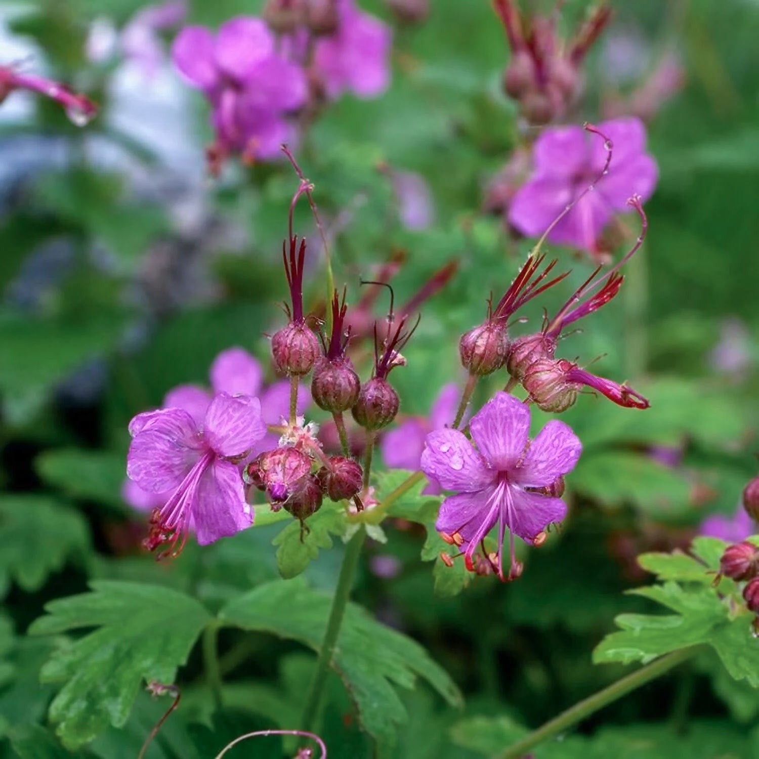 Geranium macrorrhizum 'Czakor'. Close-up of pink flowers with green leaves on a blurred natural background