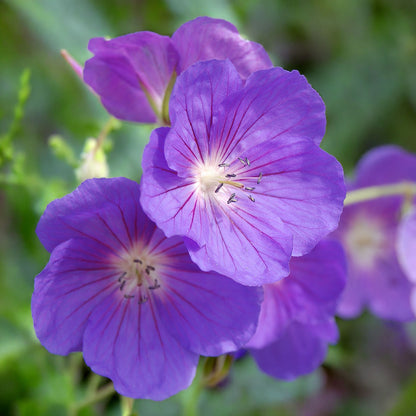 Geranium 'Orion'. Close-up of violet-blue flowers with a blurred green background