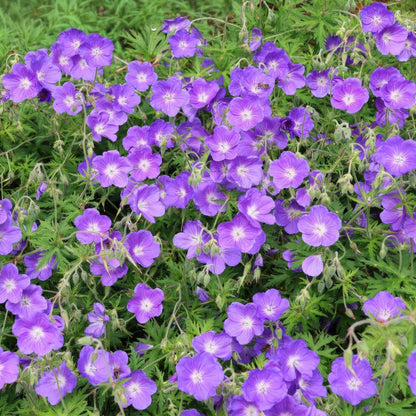 Geranium 'Orion'. Close-up of violet-blue flowers with green leaves