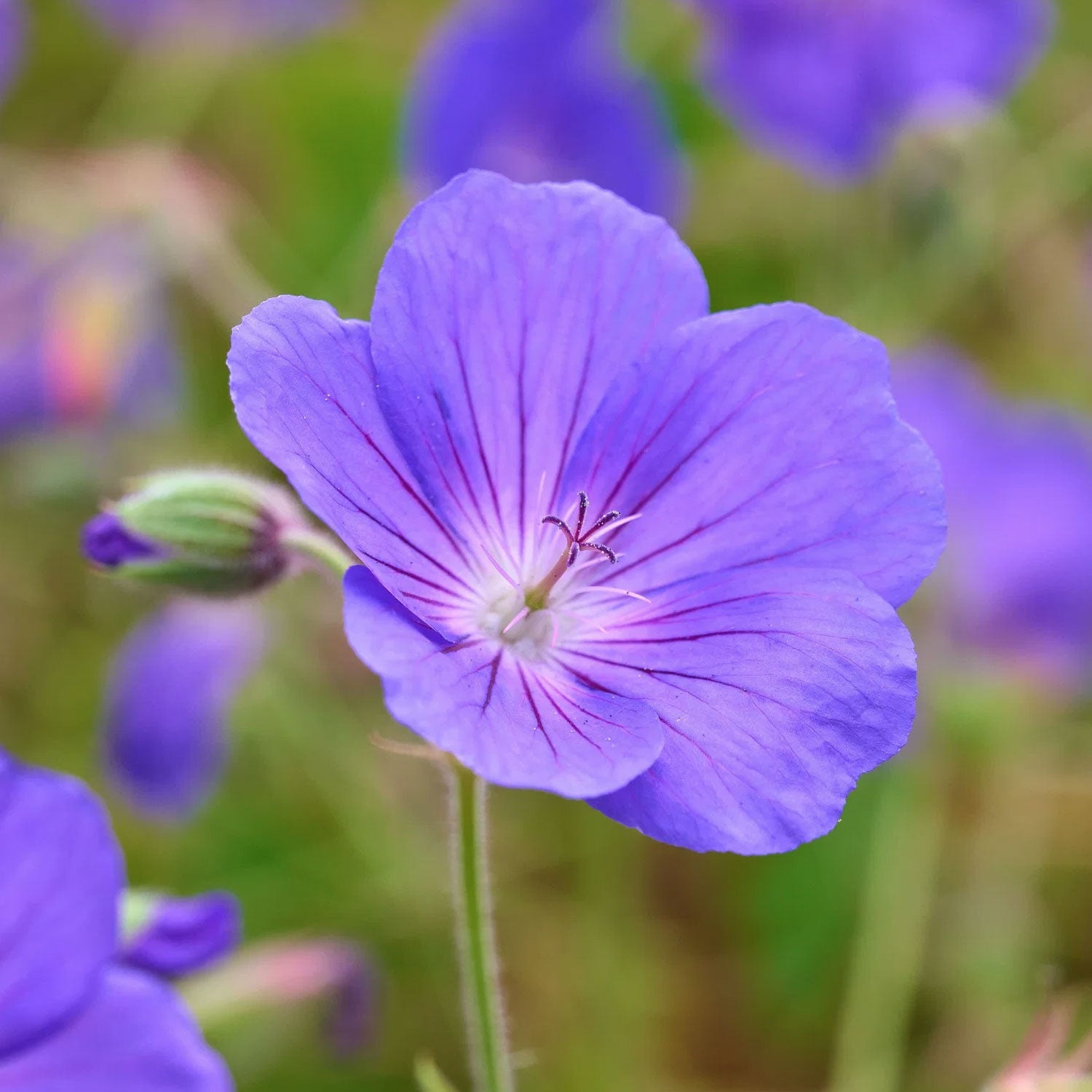Geranium 'Orion'. Close-up of a violet-blue flower with a blurred green background