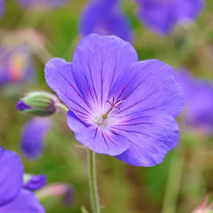 Geranium 'Orion'. Close-up of a violet-blue flower with a blurred green background