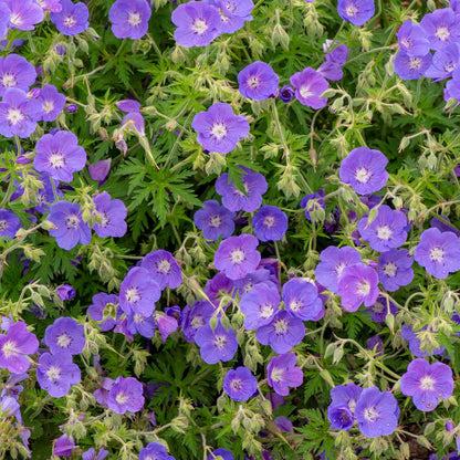 Geranium 'Orion'