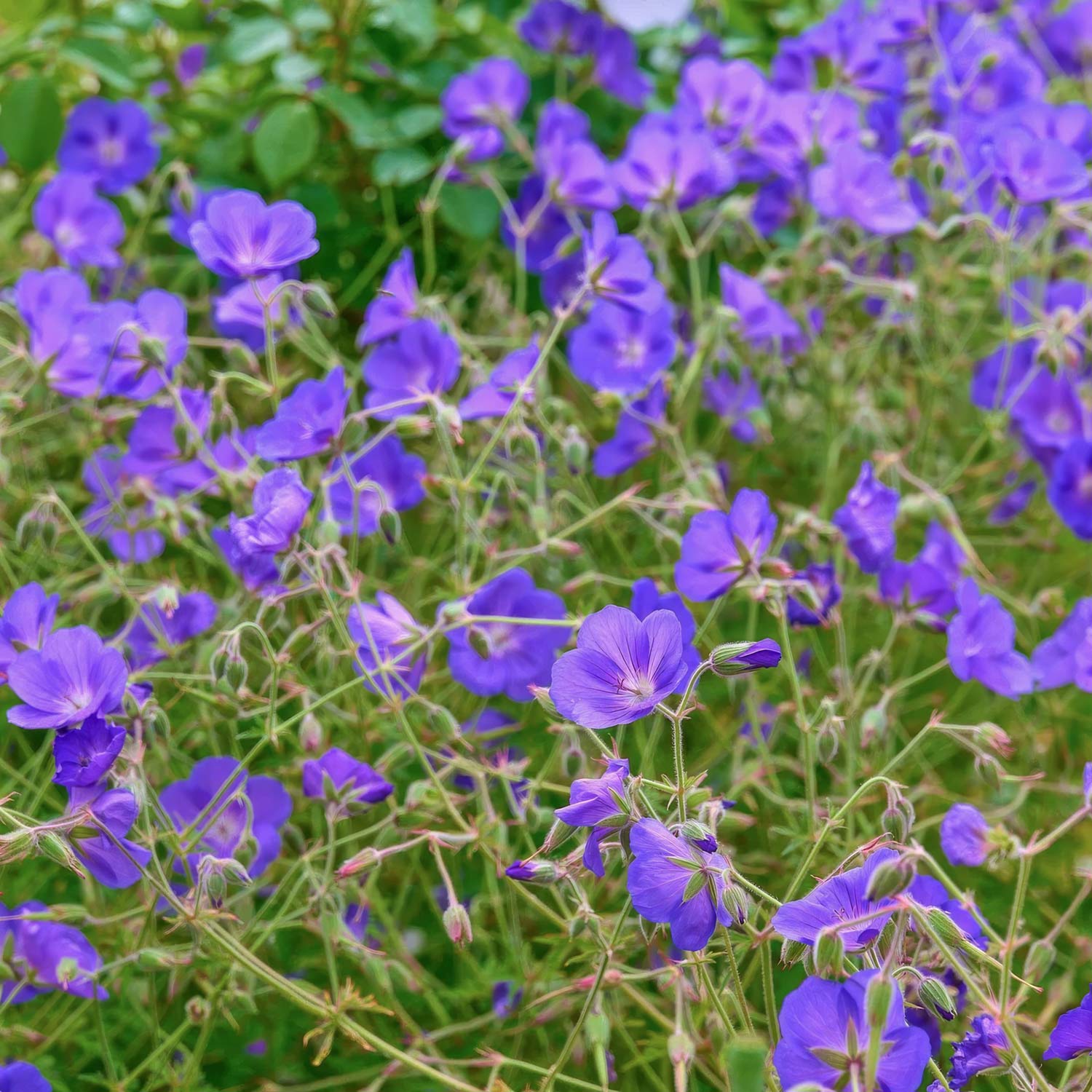 Geranium 'Orion'