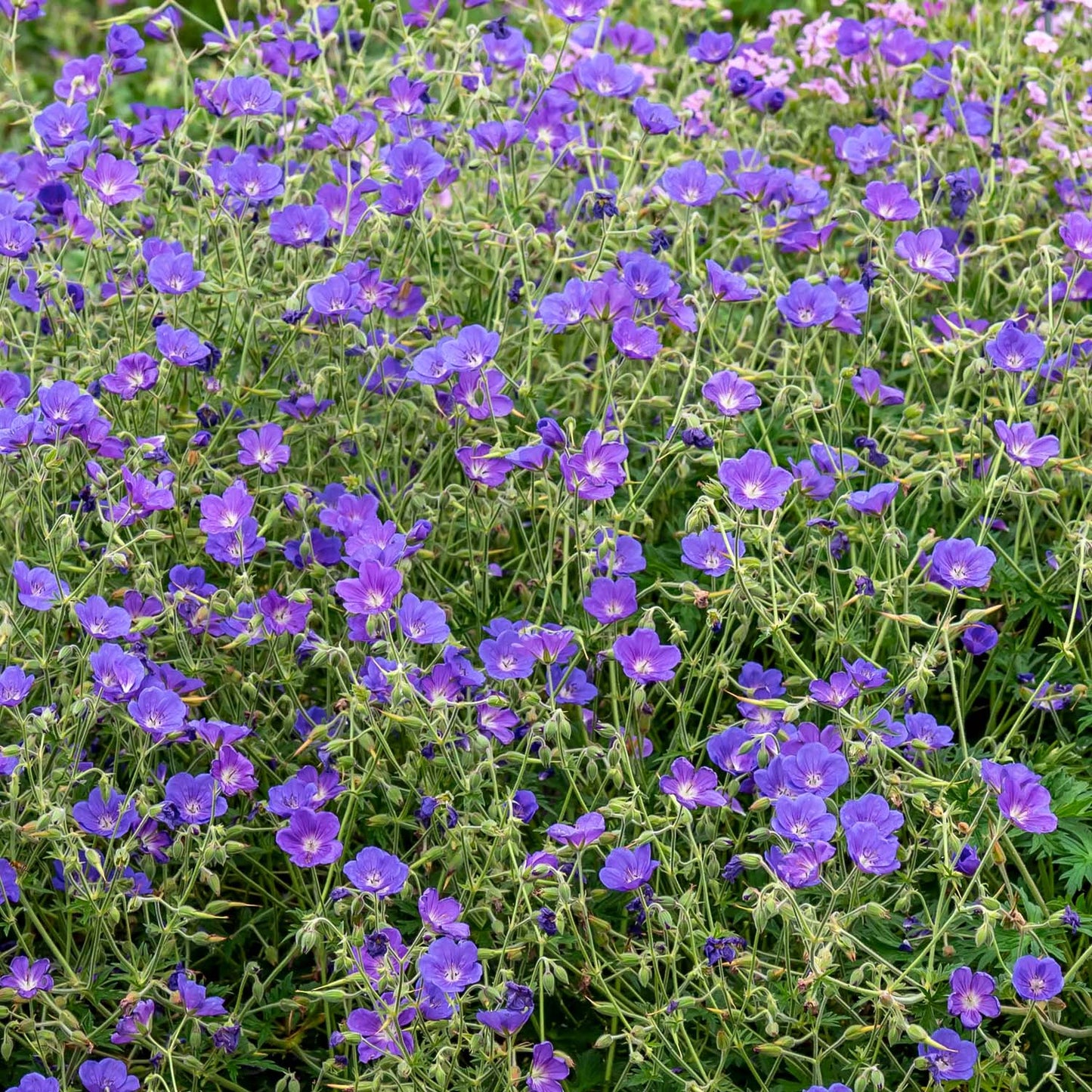 Geranium 'Orion'