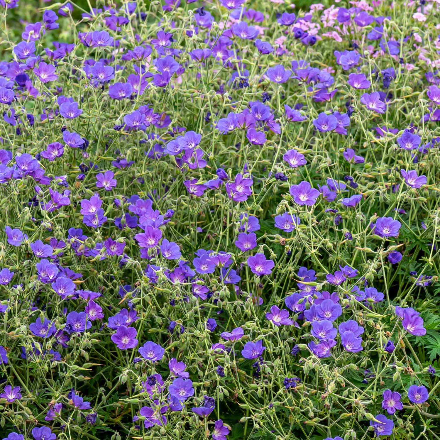 Geranium 'Orion'