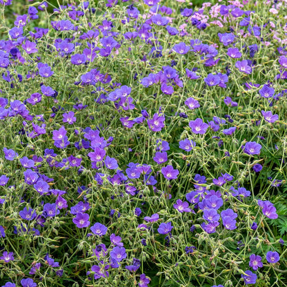 Geranium 'Orion'