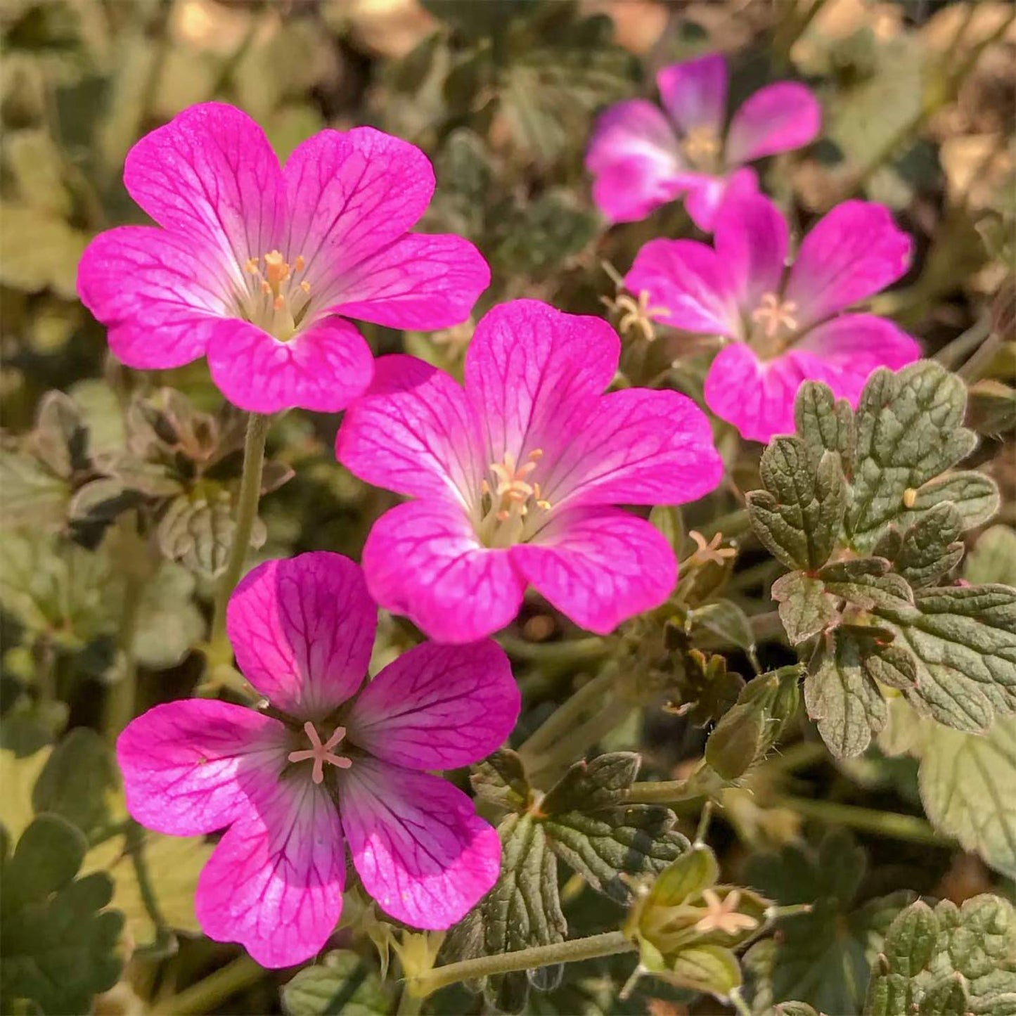 Geranium 'Orkney Cherry'