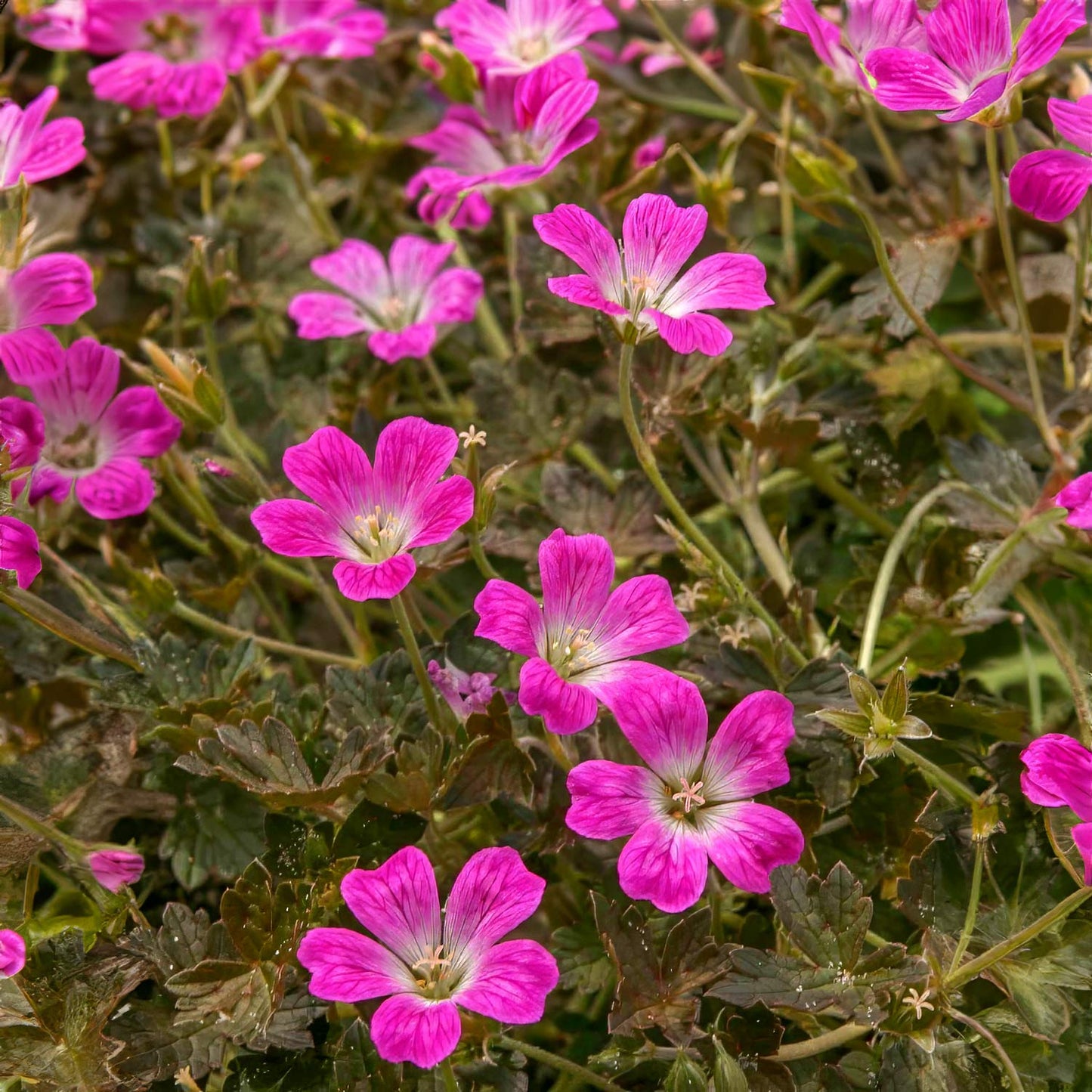 Geranium 'Orkney Cherry'