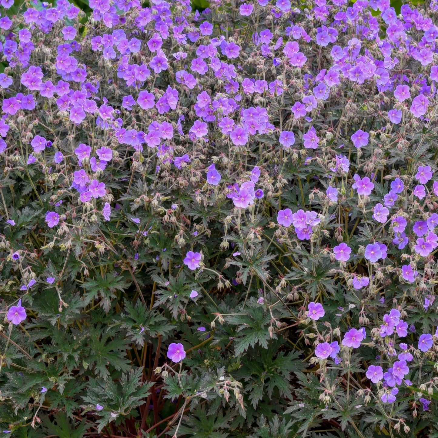 Geranium pratense 'Boom Chocolatta'