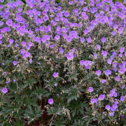 Geranium pratense 'Boom Chocolatta'